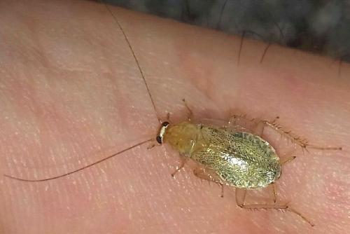Planuncus vinzi